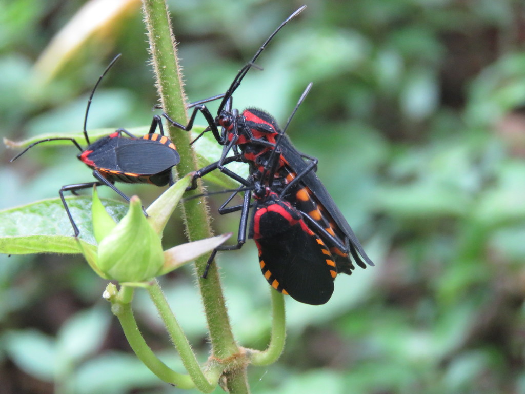 Sephina rogersi