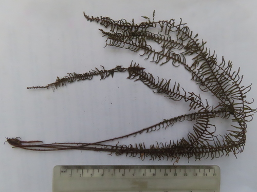 Prosaptia venulosa observed 2007-11-16