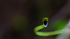 Oxybelis brevirostris