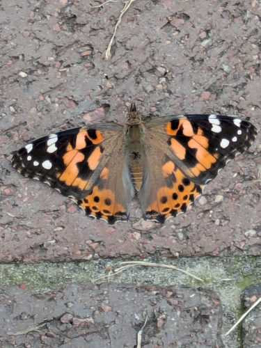 Painted Lady