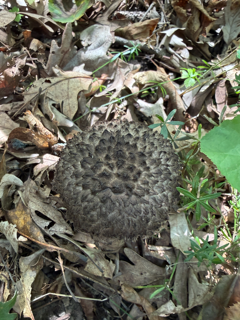 Old-man-of-the-woods · August 2026 · photo: Photo: (c) Kevin, some rights reserved (CC BY) · iNaturalist