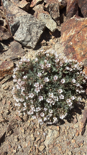 Collomia larsenii