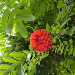Brownea grandiceps