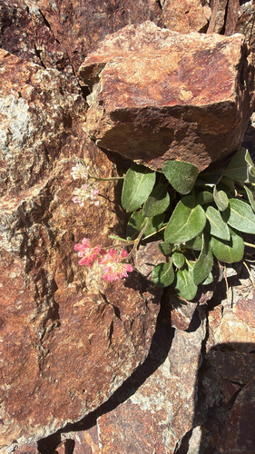 Eriogonum pyrolifolium, photograph 2