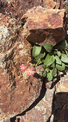 Eriogonum pyrolifolium, photograph (c) Adam Kamal, some rights reserved (CC BY)