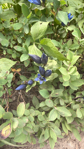 Gentiana calycosa, photograph 5