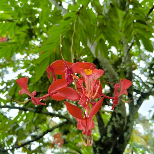 Amherstia nobilis