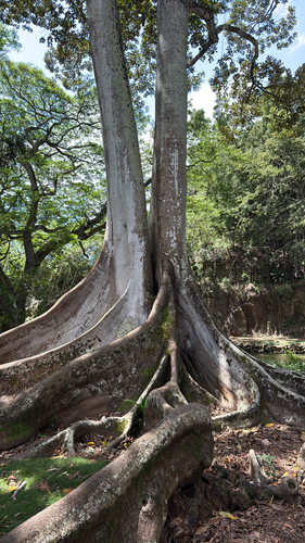 Ficus macrophylla observed 2026-08-29