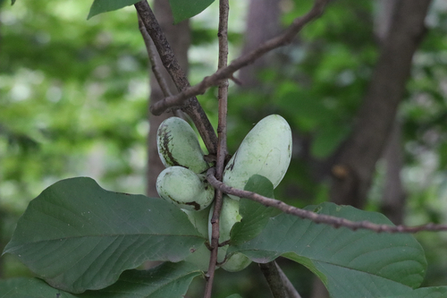 common pawpaw