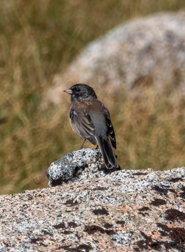 iNaturalist observation photo of Dark-eyed Junco