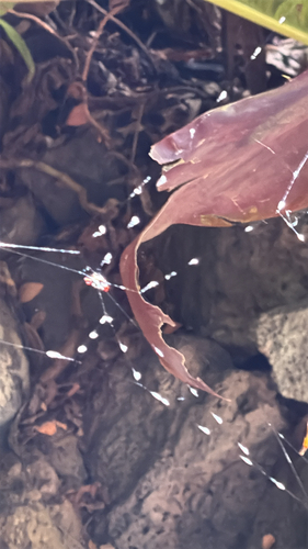 Gasteracantha cancriformis, 2026-08-29