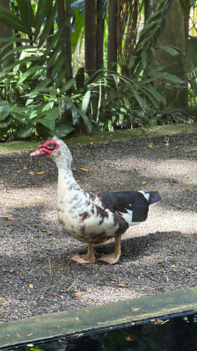 Cairina moschata observed 2026-08-29