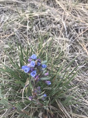 Mertensia lanceolata