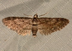 Eupithecia columbiata