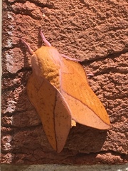 Syssphinx bisecta