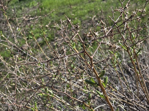 Proustia cuneifolia, photograph 2