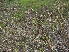 Proustia cuneifolia, photograph (c) Cesar Ormazabal, some rights reserved (CC BY)
