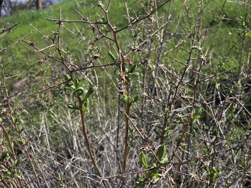 Proustia cuneifolia, photograph 3