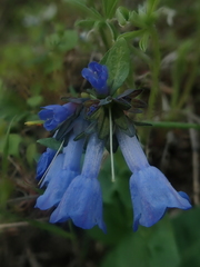 Mertensia oblongifolia