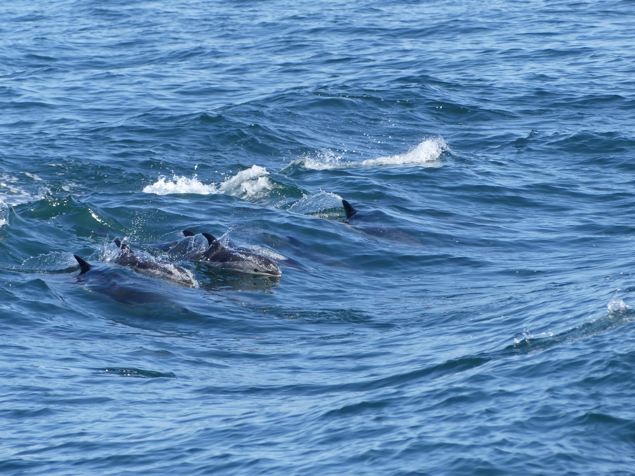 Lagenorhynchus acutus