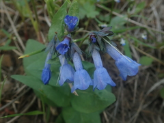 Mertensia oblongifolia