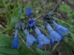 Mertensia oblongifolia