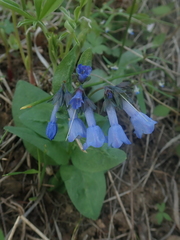 Mertensia oblongifolia