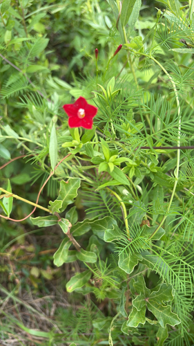 Cypress Vine