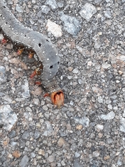 Catocala muliercula