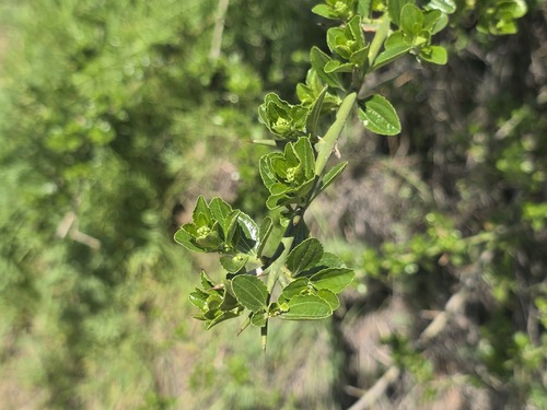 Retanilla trinervia, photograph 1