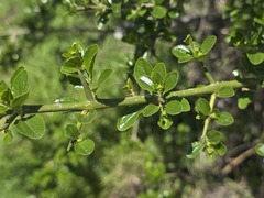 Retanilla trinervia