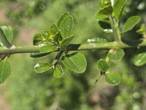 Retanilla trinervia, photograph 2