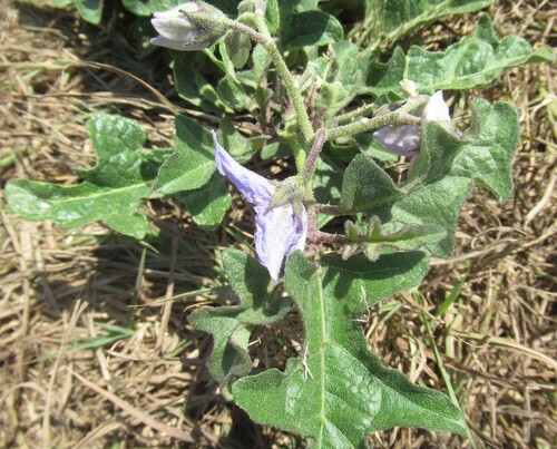 Solanum dimidiatum