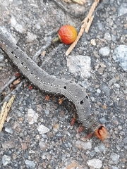 Catocala muliercula