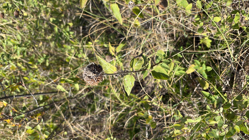 wild bergamot