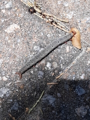Catocala muliercula