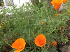 Eschscholzia californica
