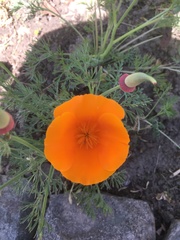 Eschscholzia californica