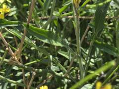 Sisymbrium orientale, photograph (c) Cesar Ormazabal, some rights reserved (CC BY)