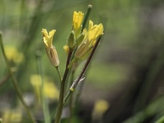 Sisymbrium orientale, photograph (c) Cesar Ormazabal, some rights reserved (CC BY)