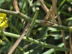 Sisymbrium orientale, photograph (c) Cesar Ormazabal, some rights reserved (CC BY)