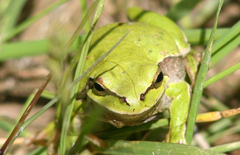 Hyla savignyi