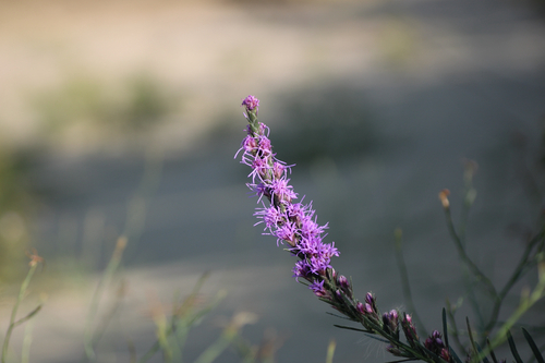 dotted gayfeather