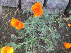 Eschscholzia californica