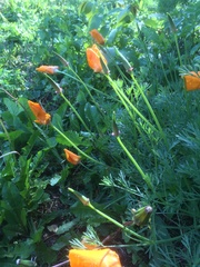 Eschscholzia californica