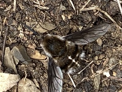 Bombylius curtirhynchus