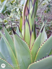 Agave chiapensis
