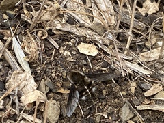 Bombylius curtirhynchus