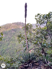 Agave chiapensis