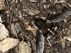 Bombylius curtirhynchus